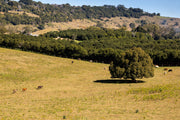 Farm paddock, with cows and a large tree in.