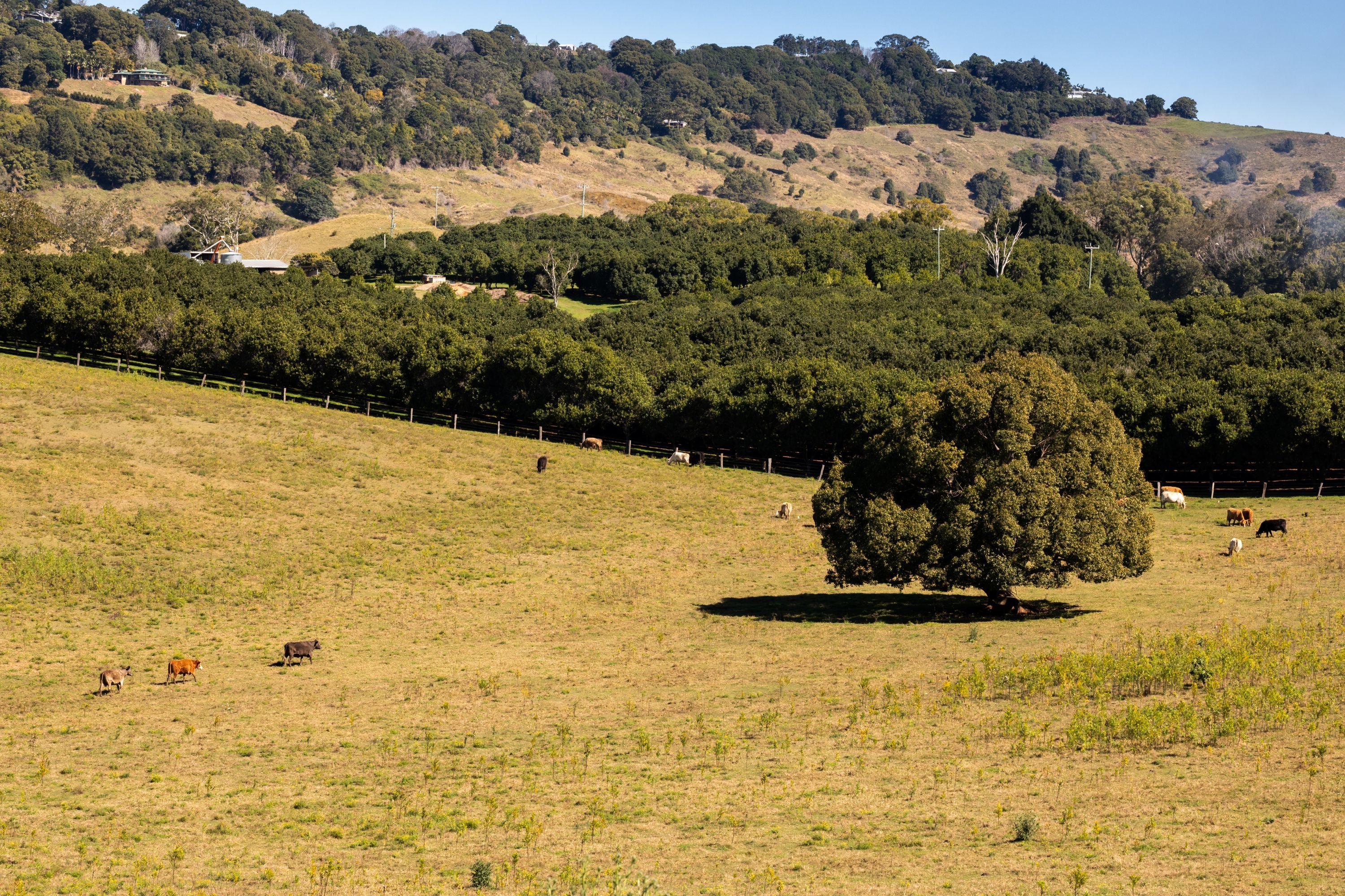 Farm paddock, with cows and a large tree in.